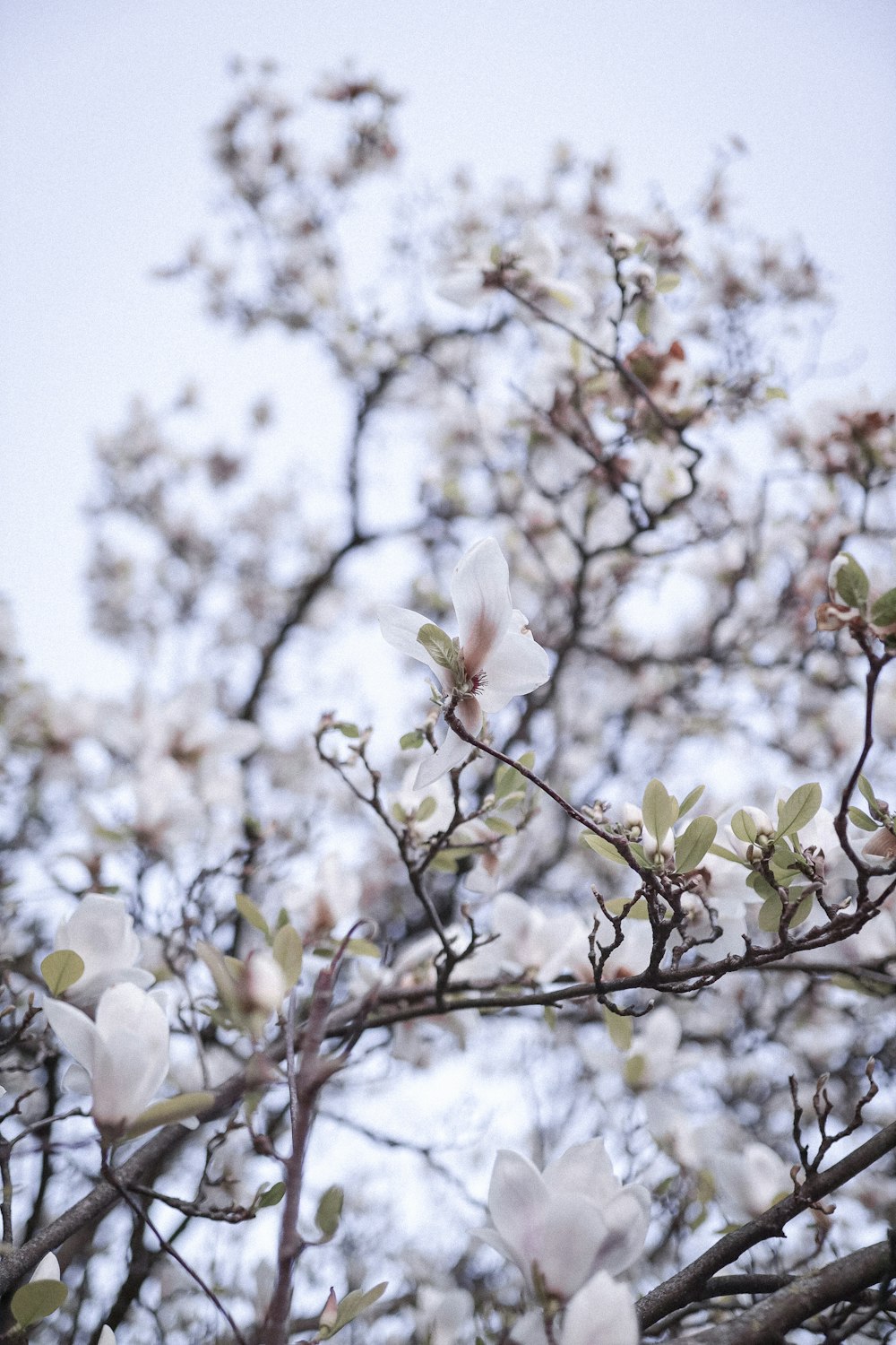 fiore bianco sul ramo marrone dell'albero durante il giorno