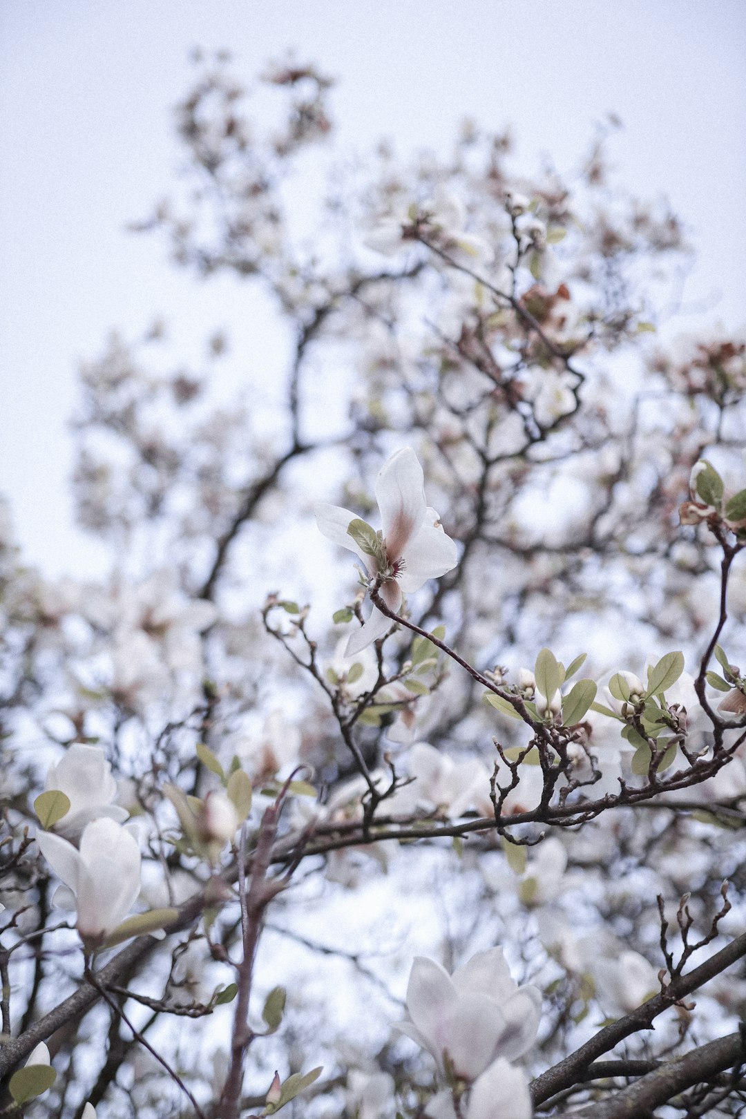 white flower on brown tree branch during daytime