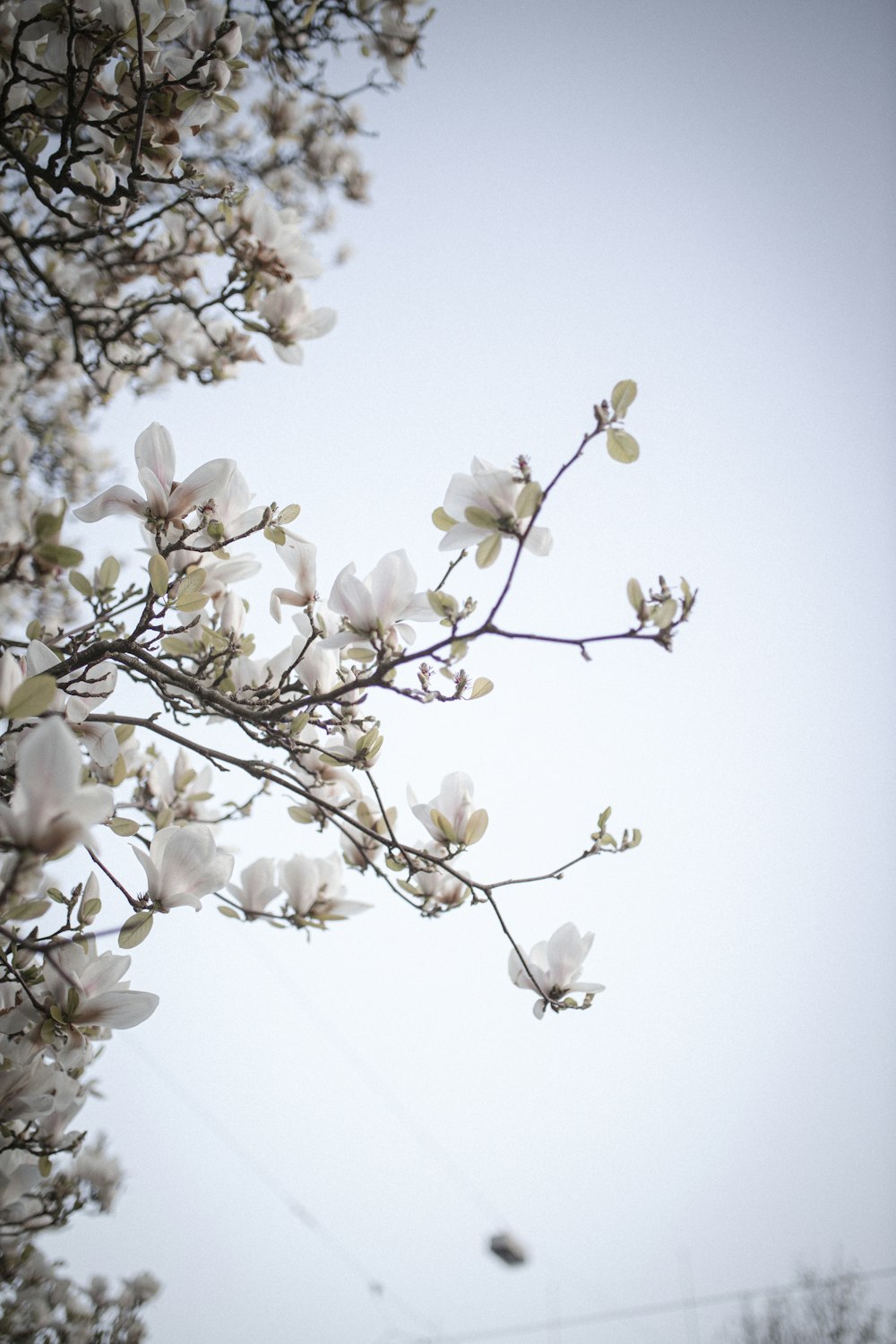 fiore di ciliegio bianco in fiore durante il giorno