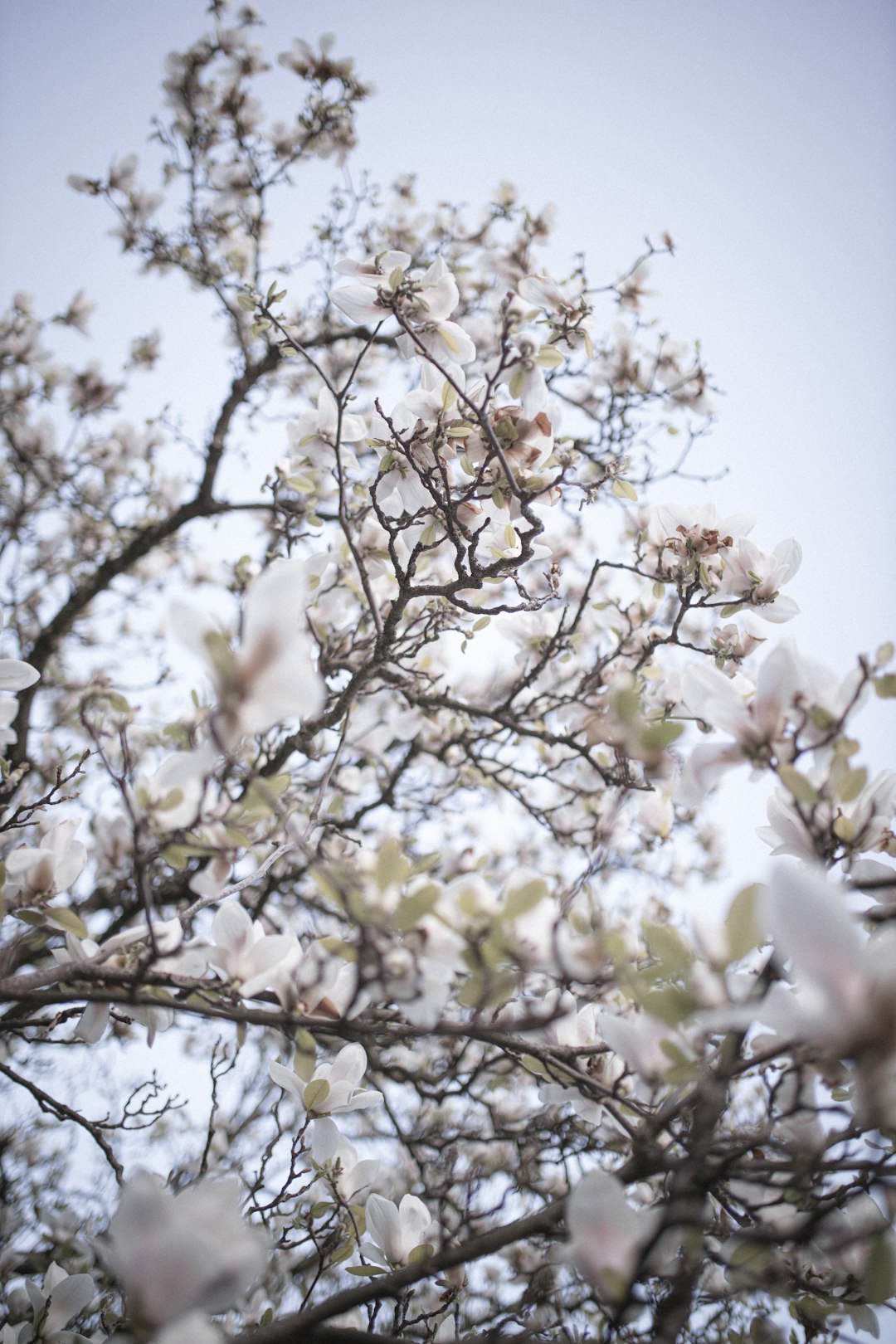 white cherry blossom tree during daytime