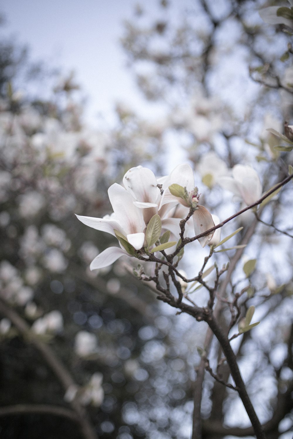 white flower on brown tree branch during daytime