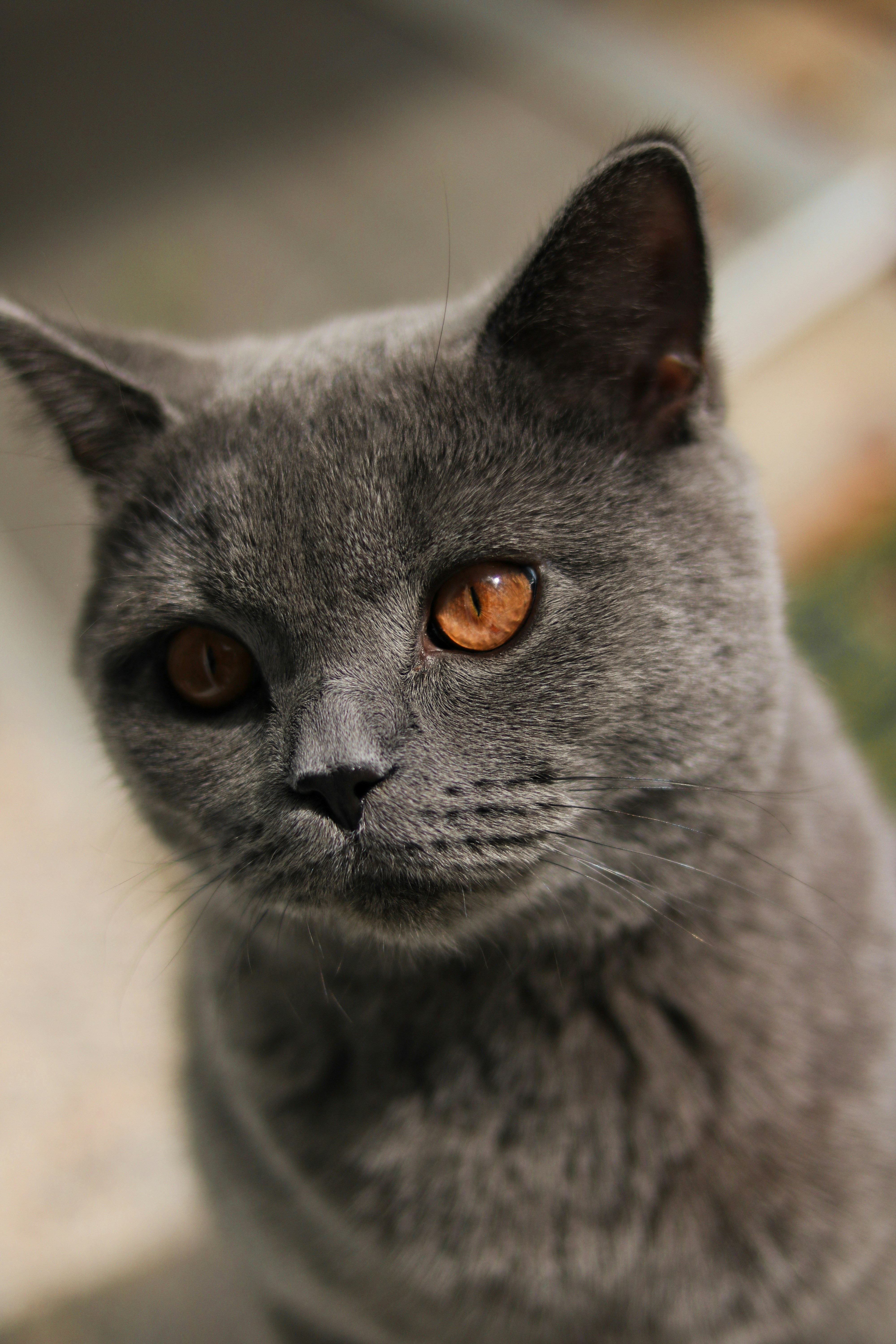 하얀 모래에 러시안 블루 캣 사진 – Unsplash의 무료 고양이 이미지