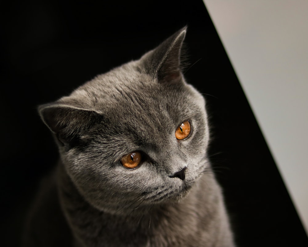 russian blue cat in black background