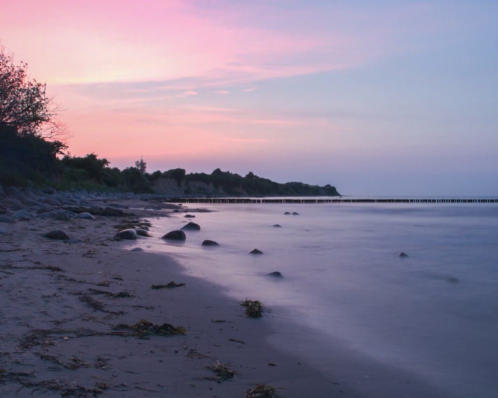 green trees on seashore during daytime