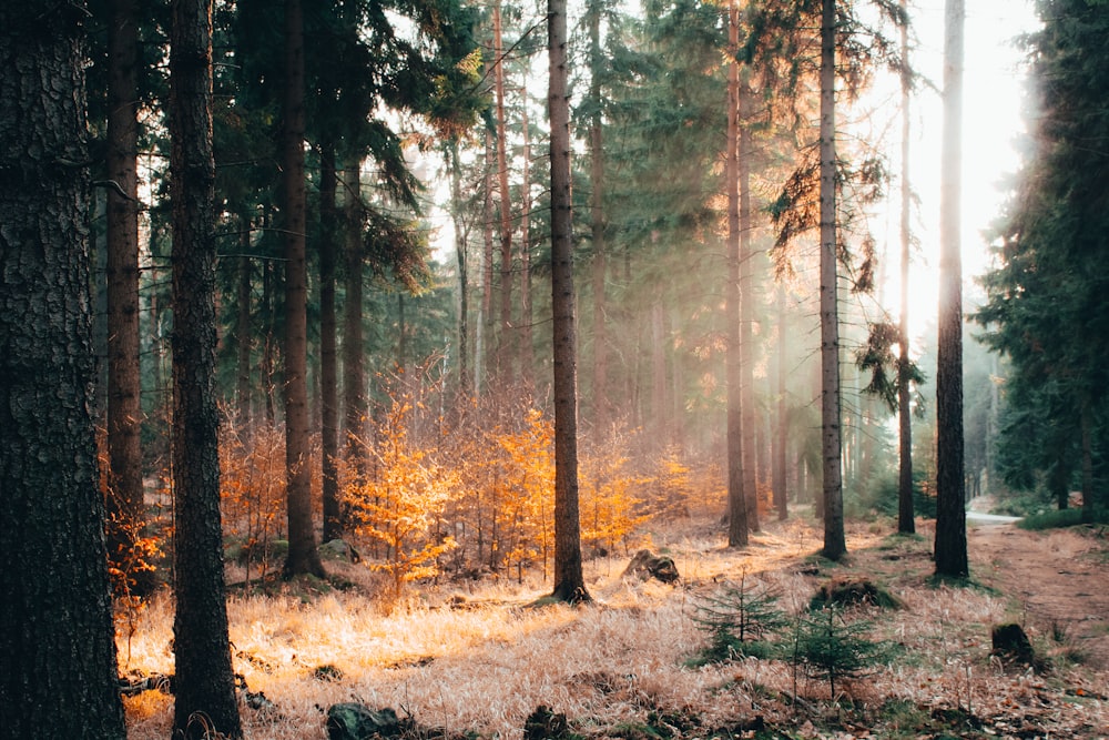 brown trees on brown field during daytime