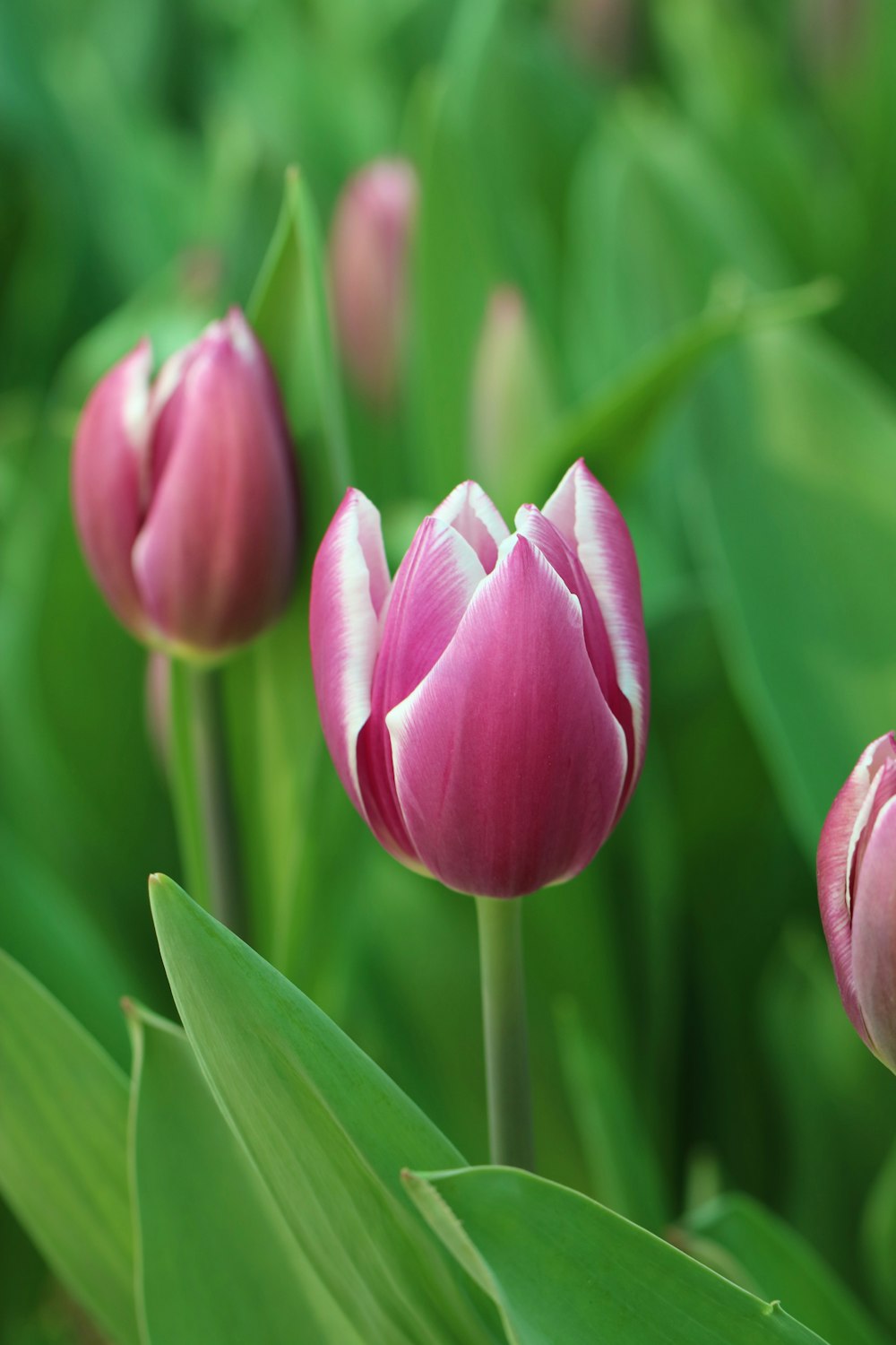 pink tulips in bloom during daytime