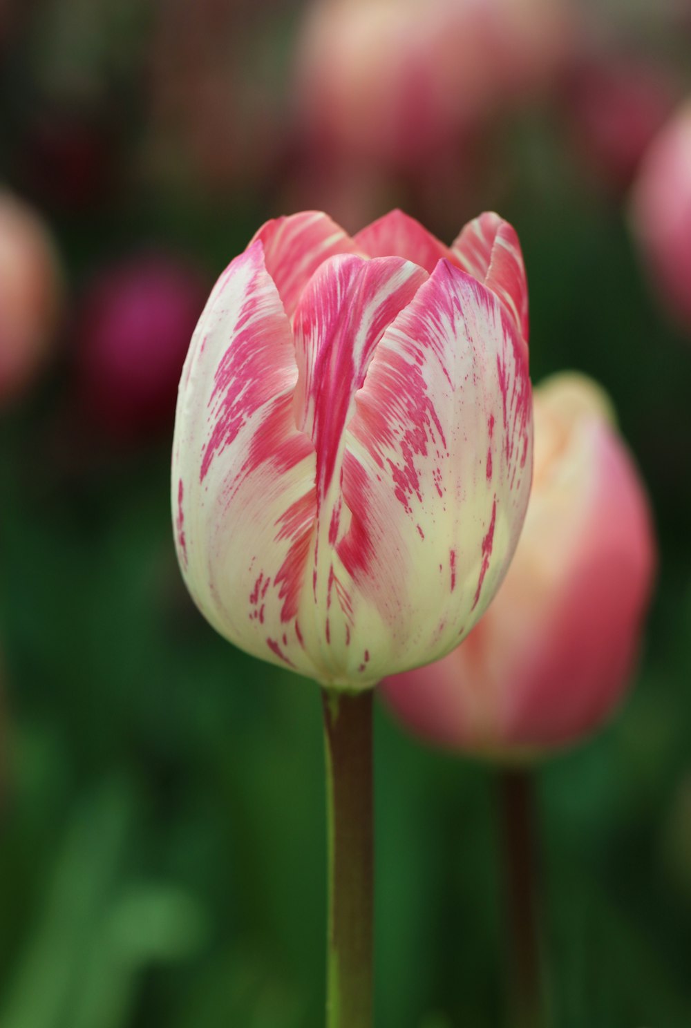 Pink and white tulip in bloom during daytime photo – Free Flower ...