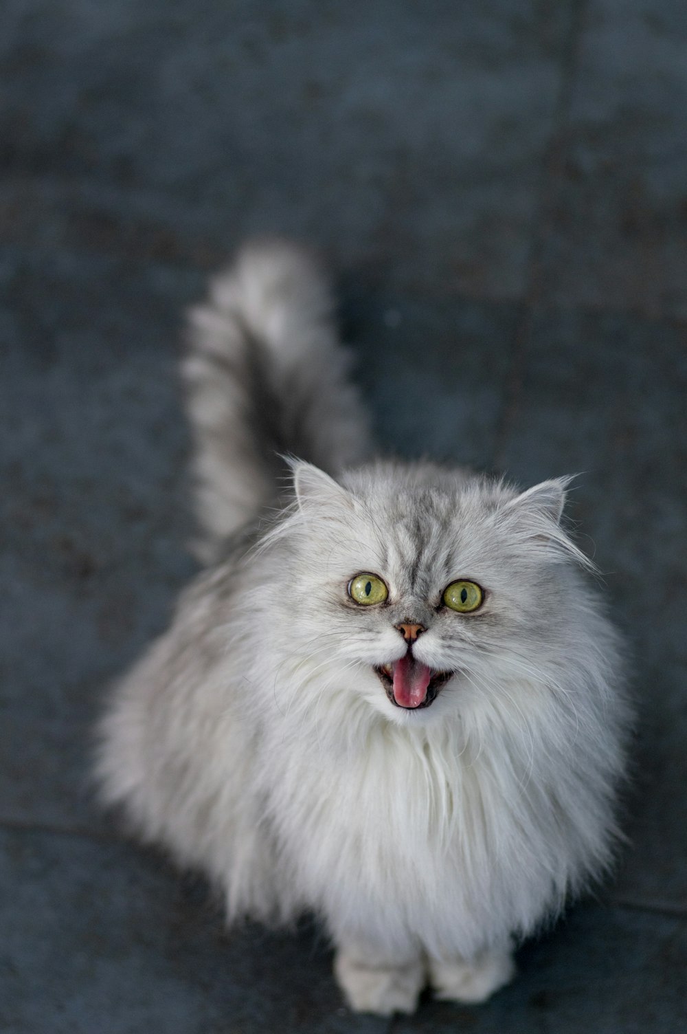 white and gray long fur cat