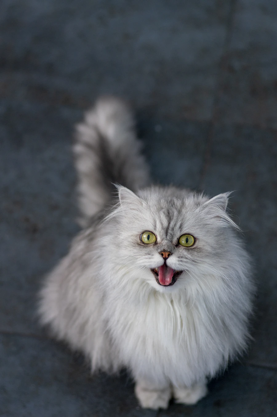 고양이 만성 신부전 — 물을 잘 안 마시는 습성이 병을 키웁니다. 정기 혈액검사로 조기 발견. 청담우리동물병원 감수