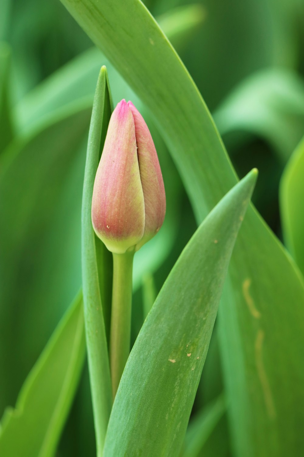 pink flower bud in close up photography