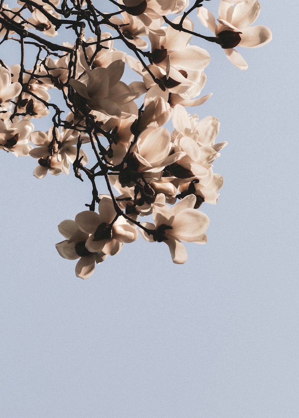 white flower under blue sky during daytime