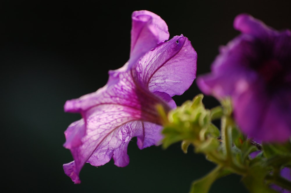 pink flower in macro shot