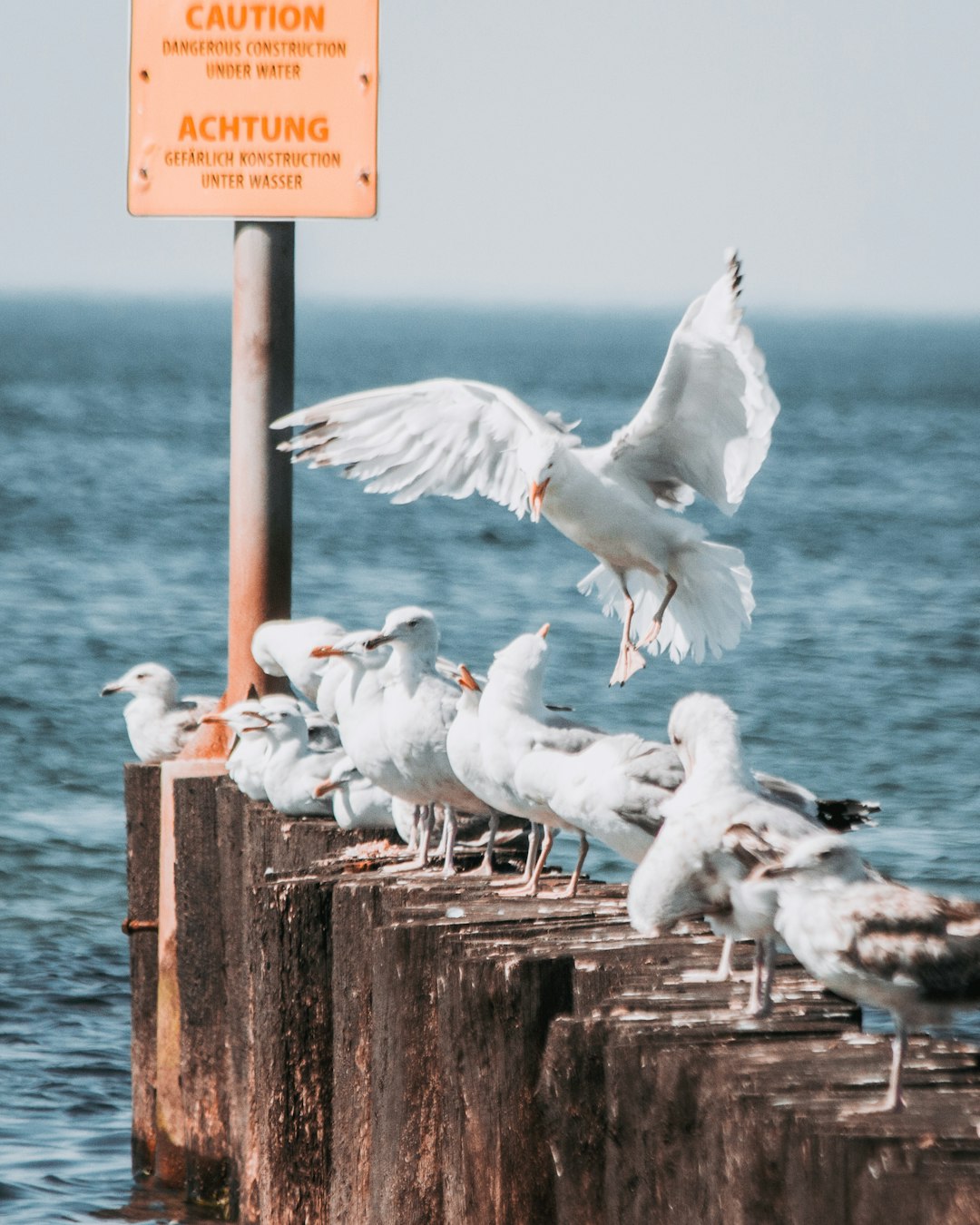 white birds on brown wooden post
