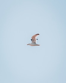 white bird flying during daytime