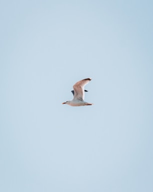 white bird flying during daytime