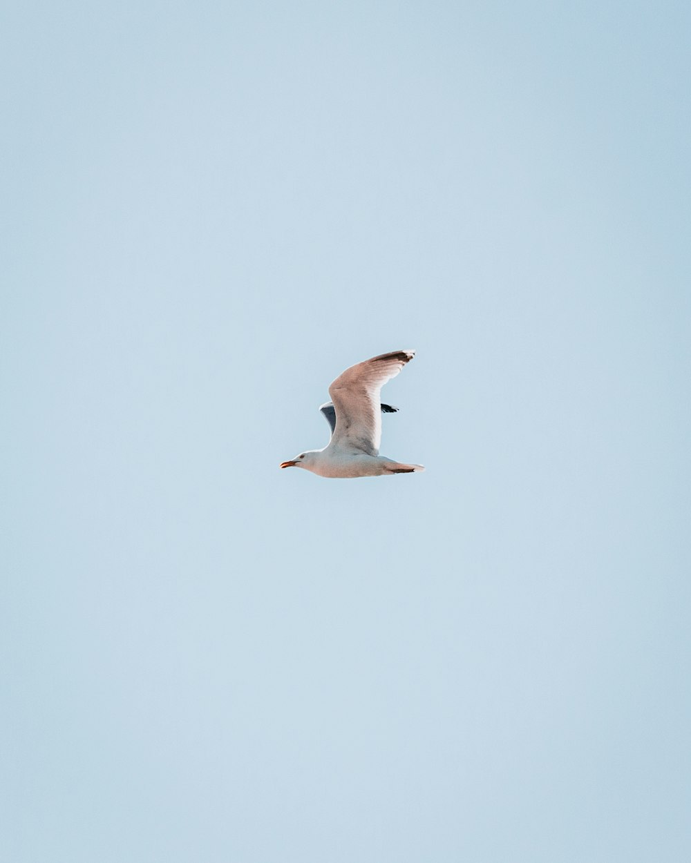 white bird flying during daytime