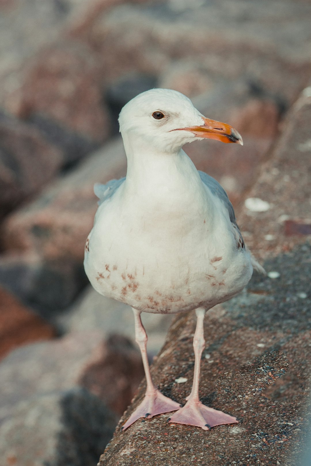 white bird on brown rock