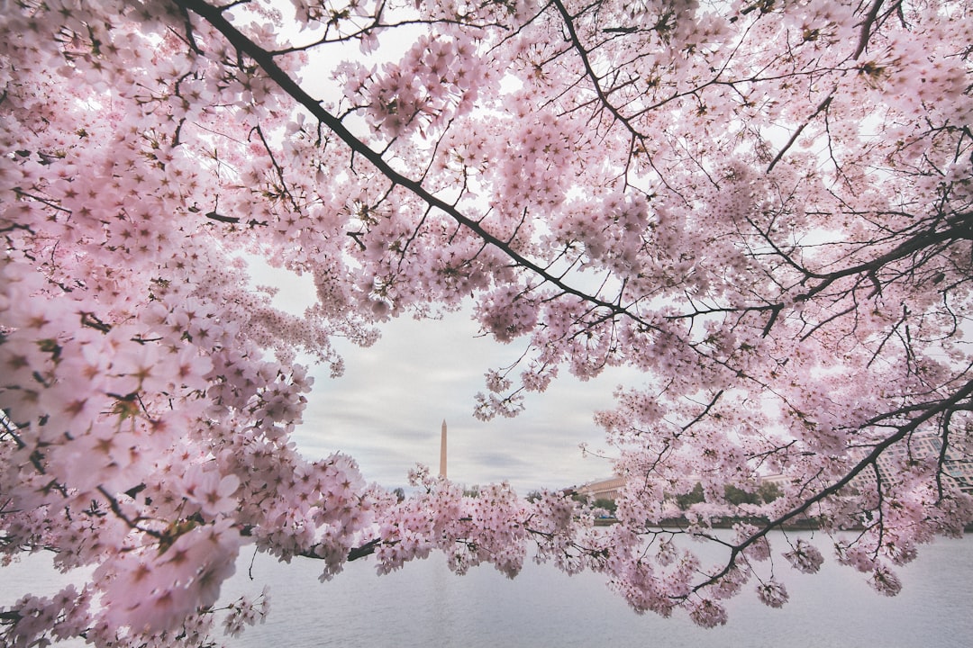 pink cherry blossom tree near body of water during daytime