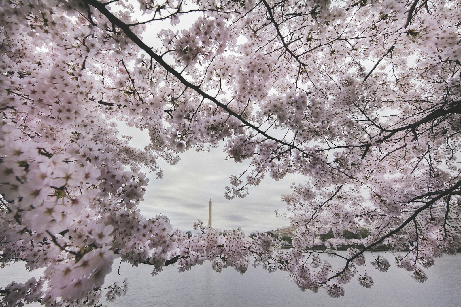 Canon EF 11-24mm F4L USM sample photo. Pink cherry blossom tree photography
