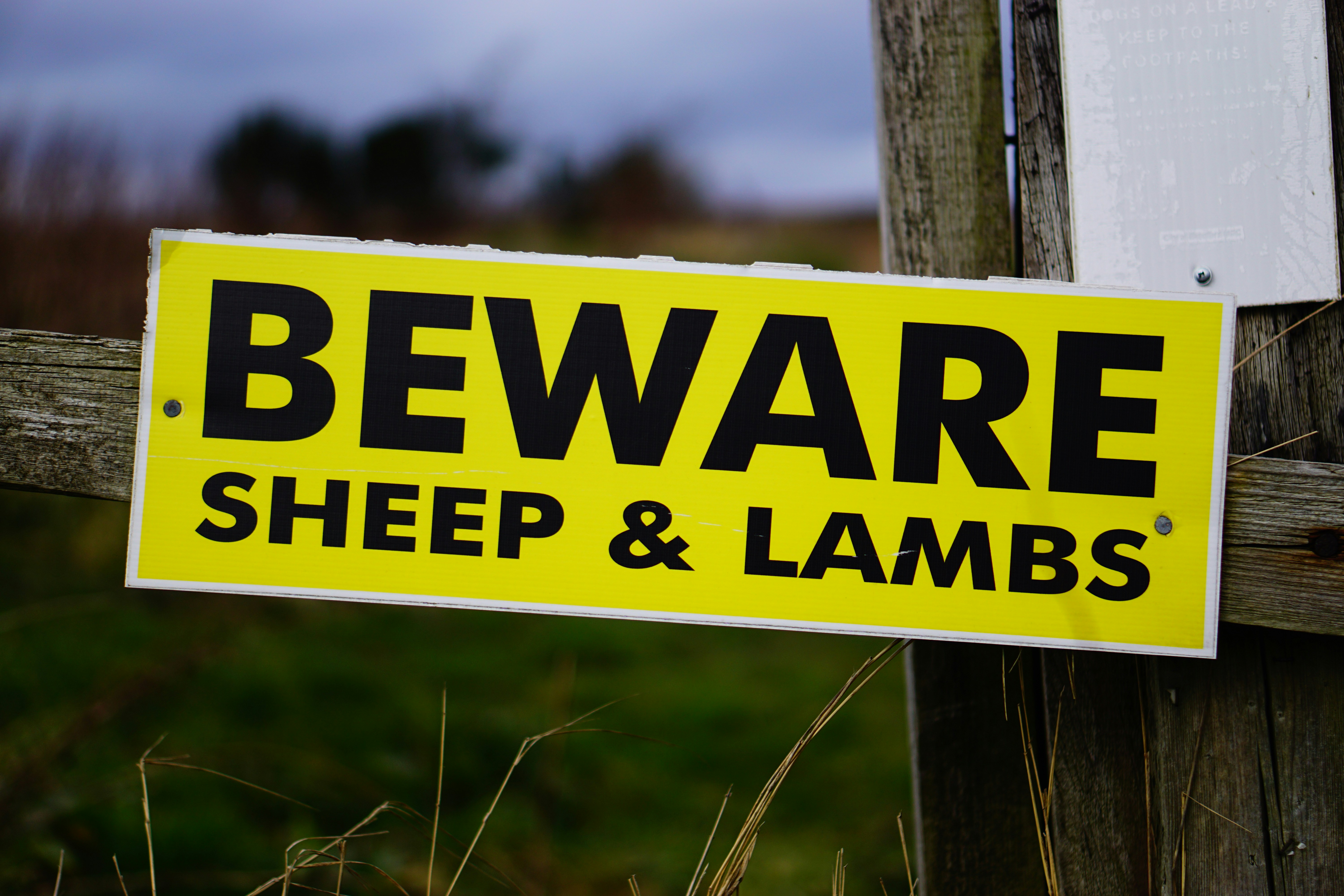 Willow Lackett Beware Pictures | Download Free Images on Unsplash
