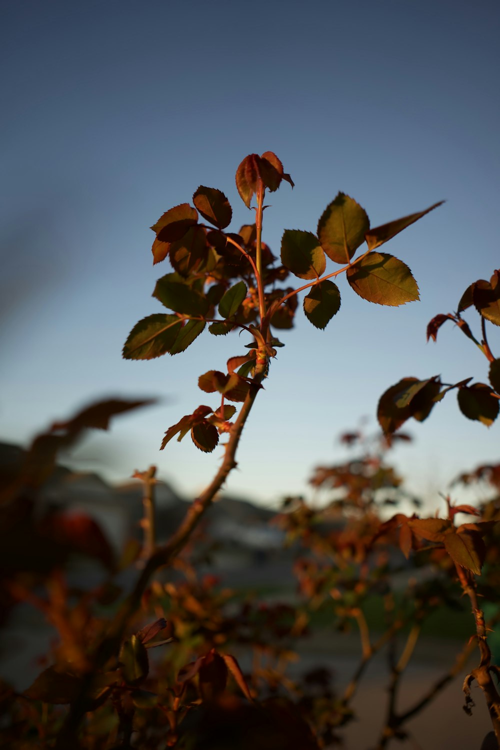 red and green leaves during daytime