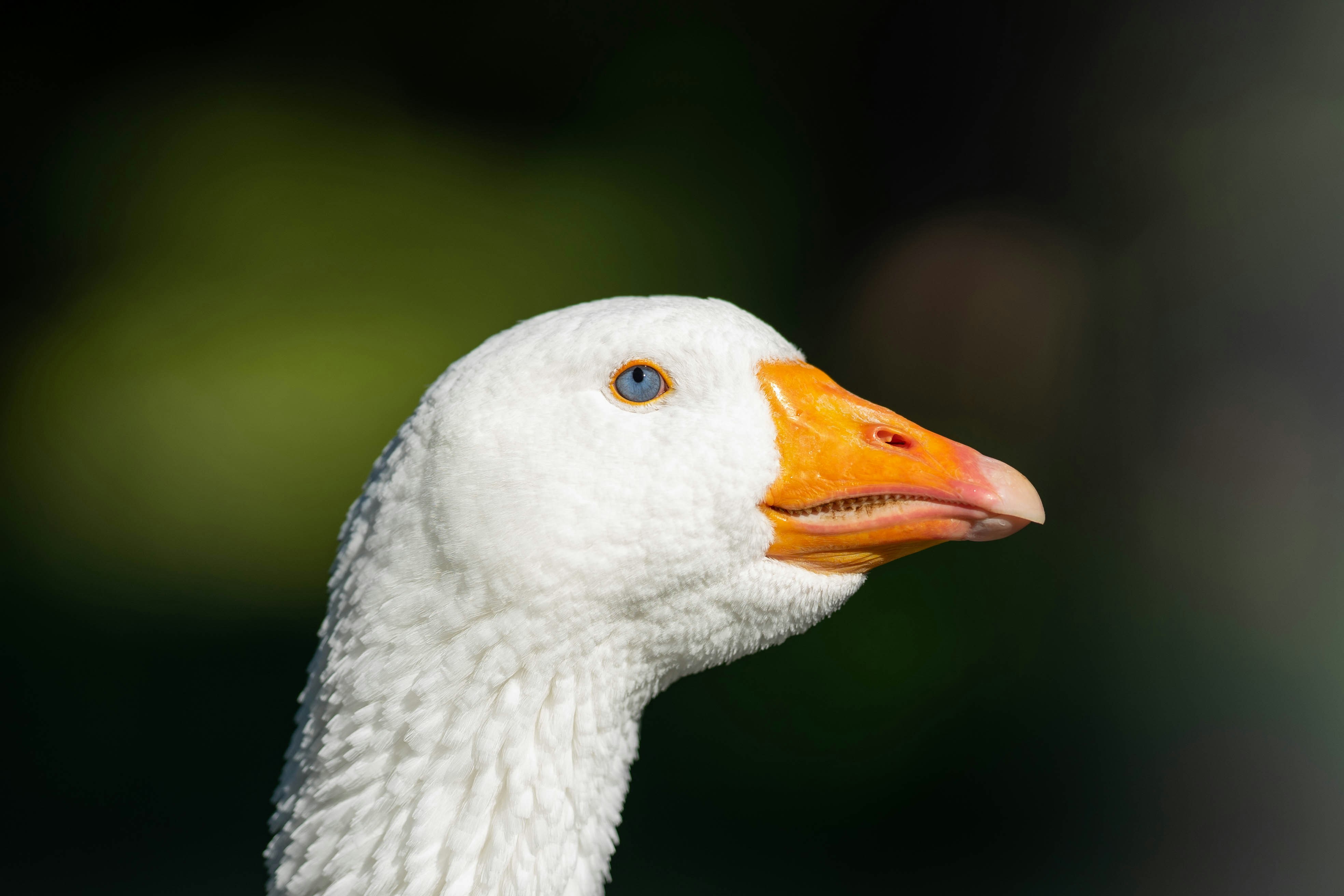 goose image