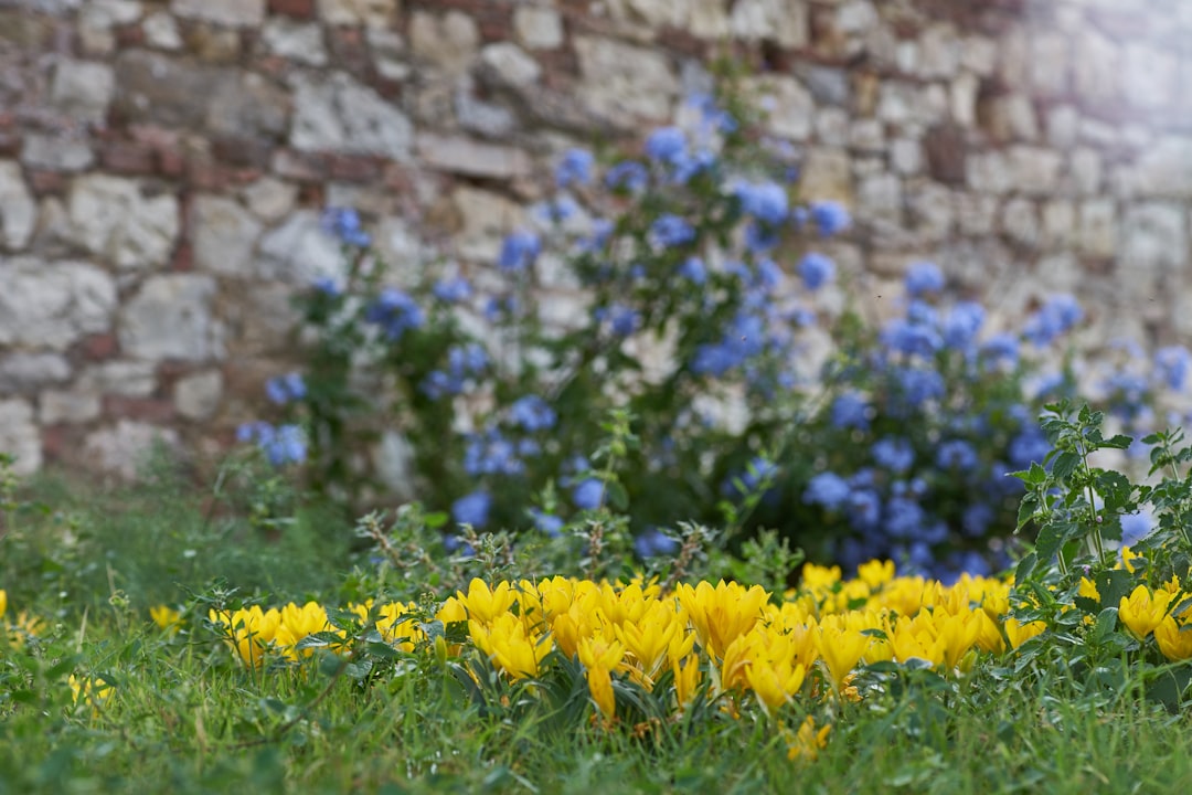 yellow flower field near brown brick wall during daytime