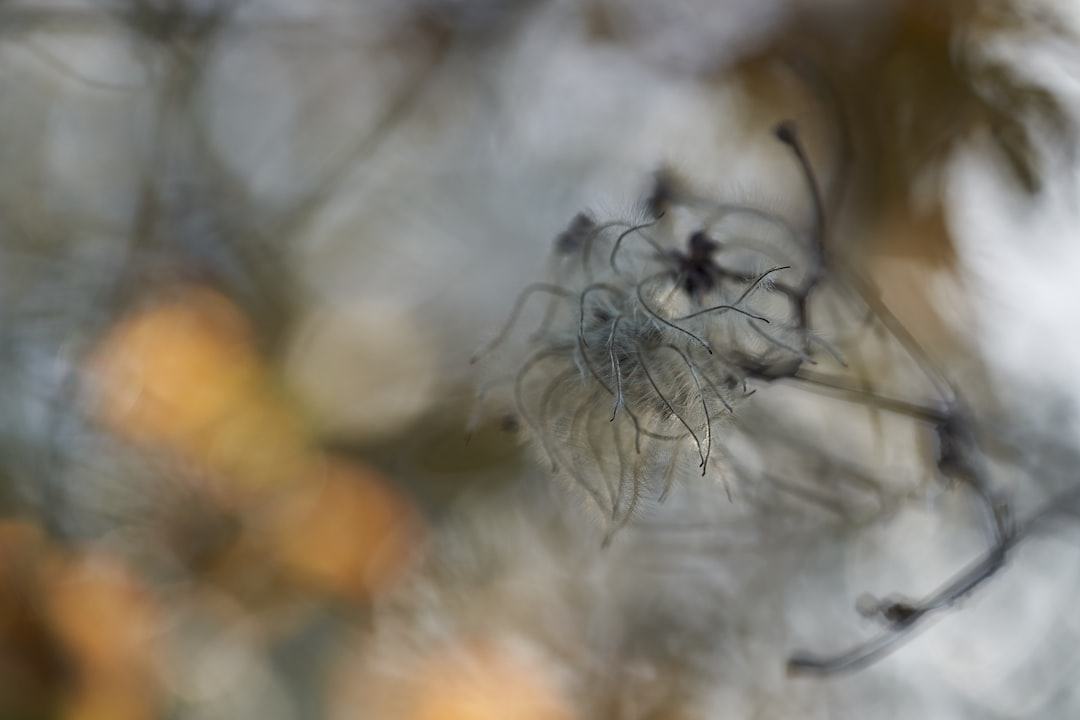 white flower in tilt shift lens