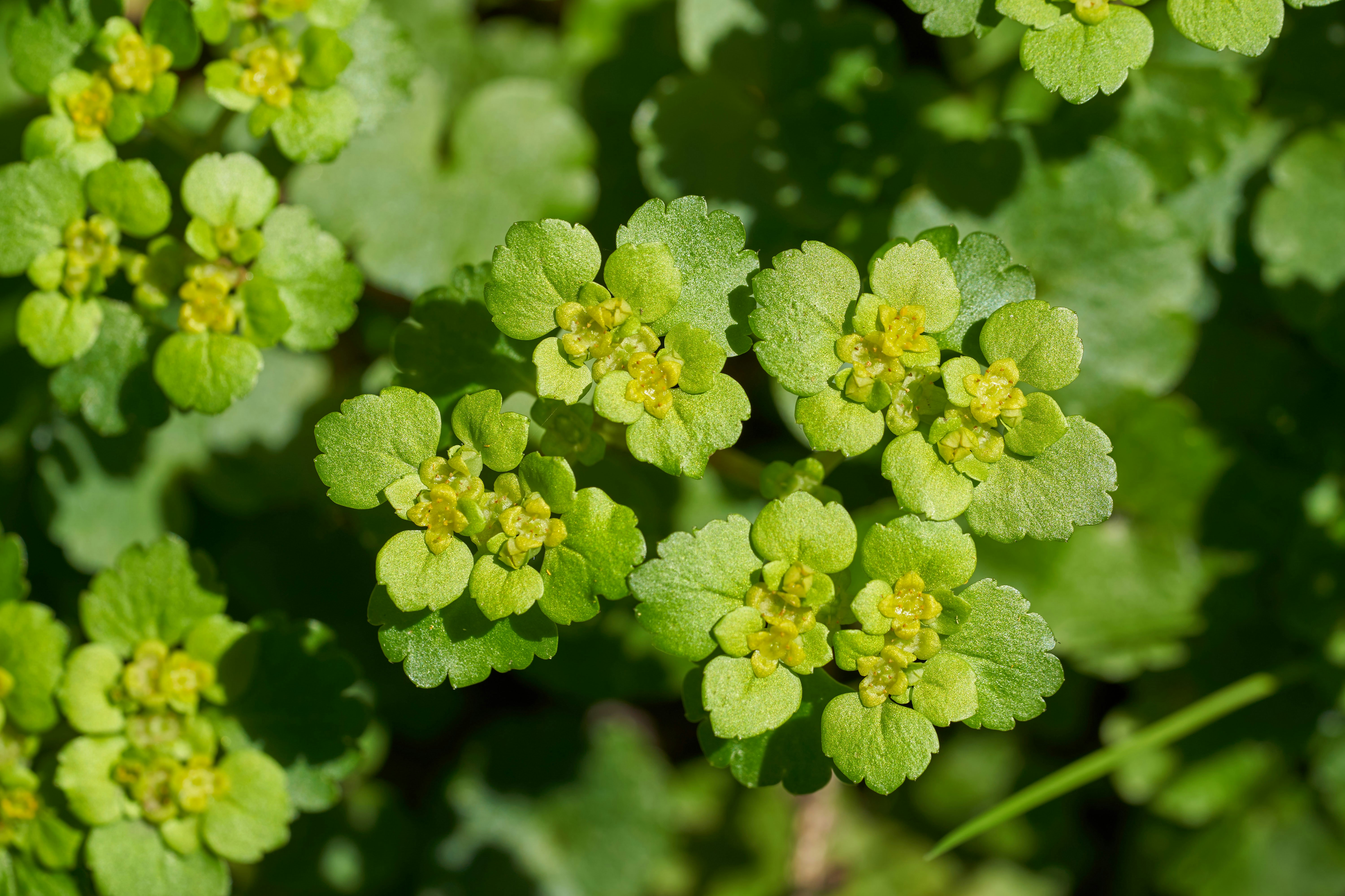 green plant in macro shot