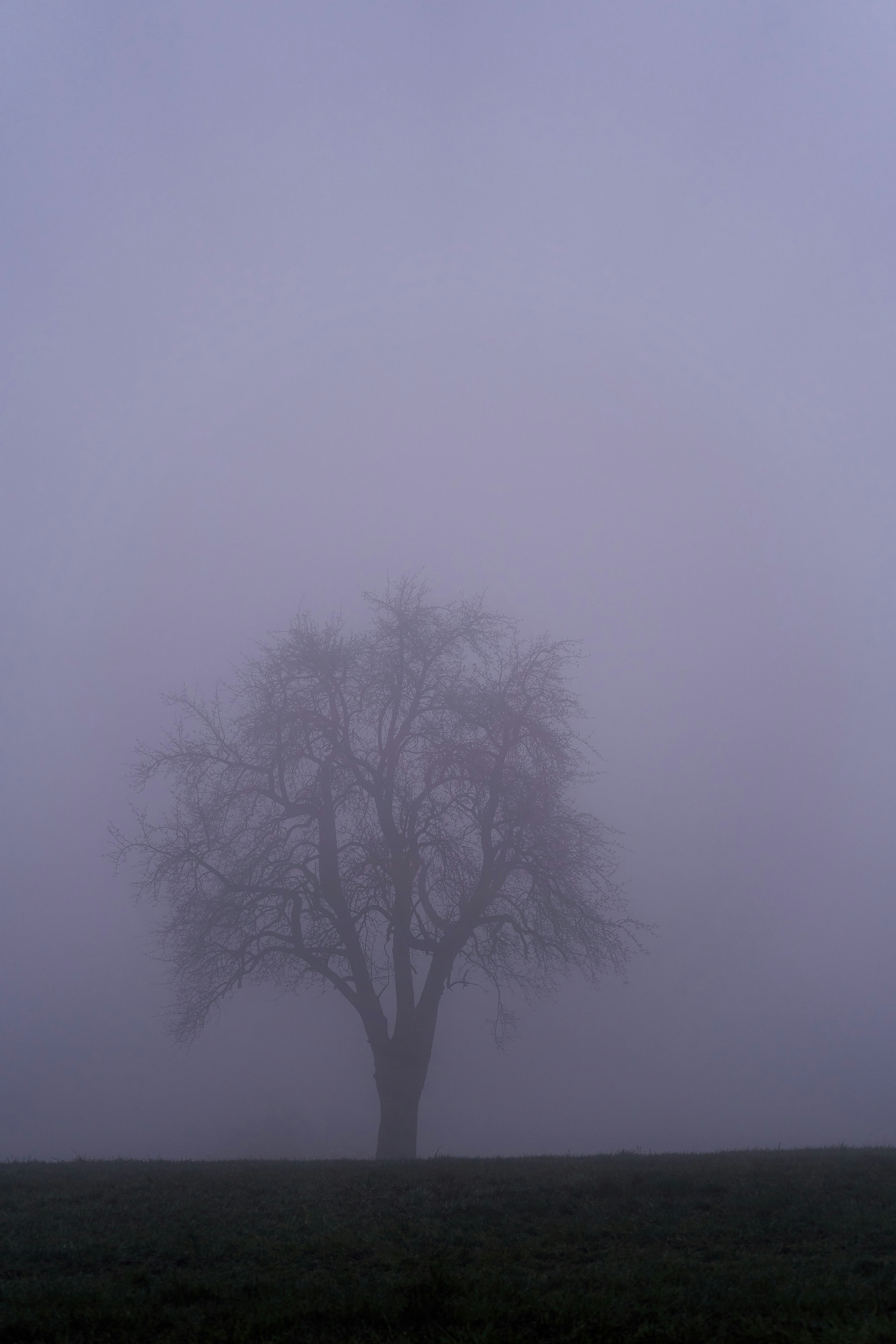 Photo by wolfgang_hasselmann