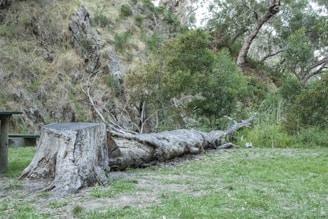 A scenic outdoor location where a Scarvengers Hunt clue is hidden among natural surroundings.