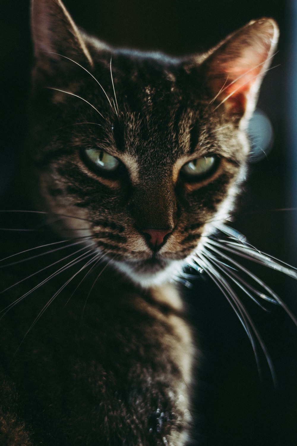 black and white tabby cat