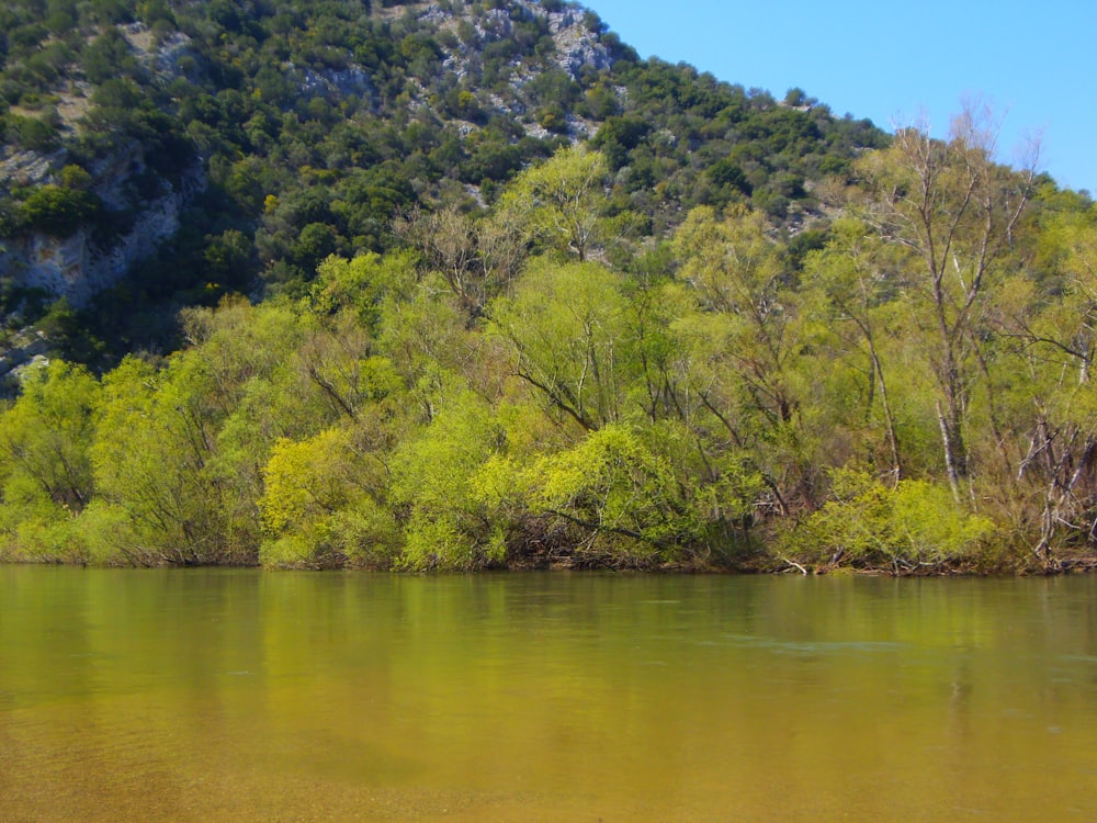 green trees beside body of water during daytime