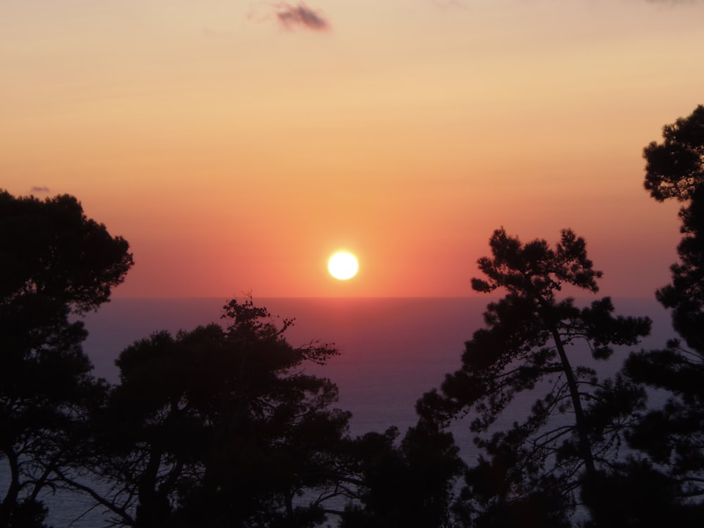 silhouette of trees during sunset