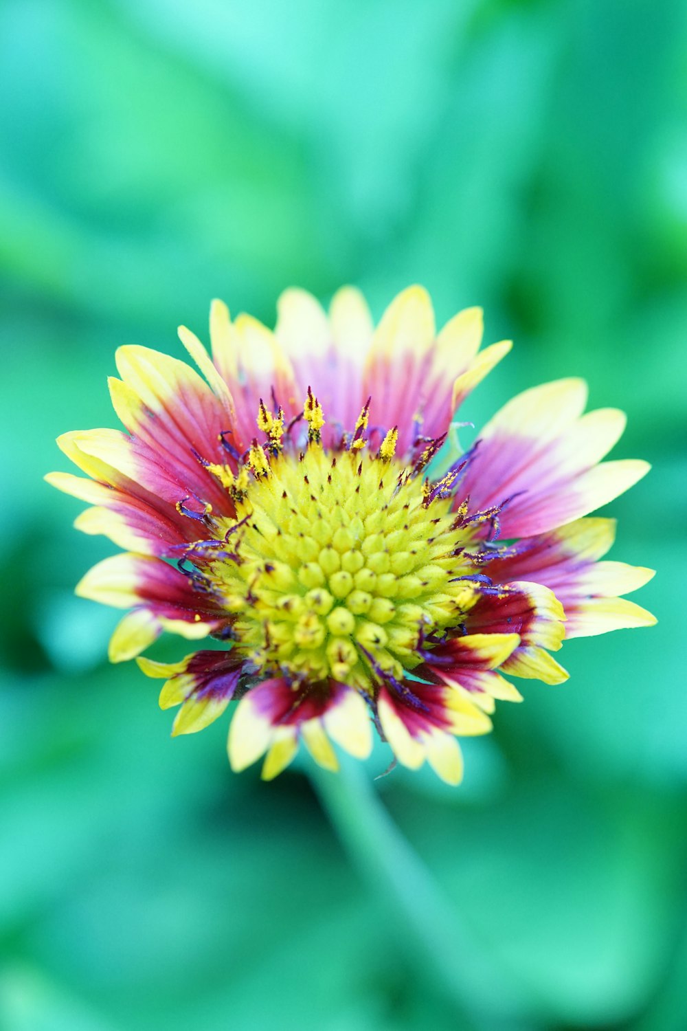 fleur rose et jaune dans une lentille à bascule