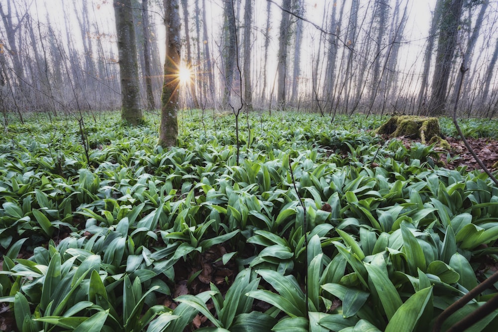 plantas de folhas verdes durante o dia