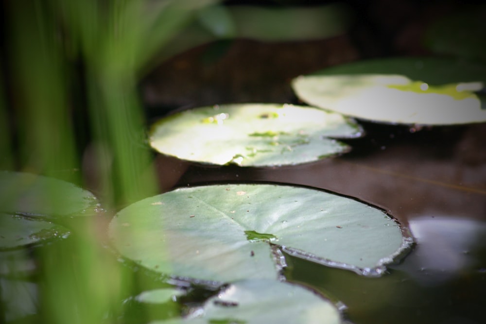 green water lilies on water