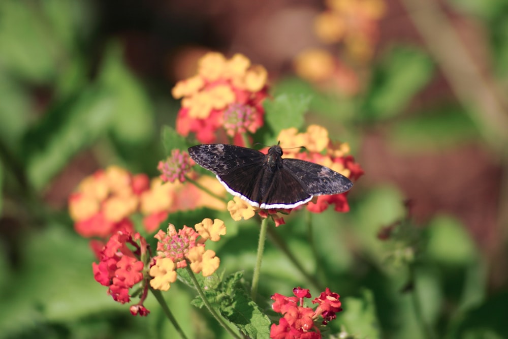 black and white butterfly on yellow flower