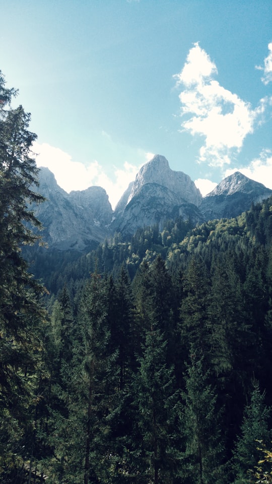 green trees near mountain under blue sky during daytime in Gosau Austria