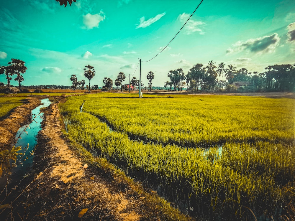 green grass field under blue sky during daytime