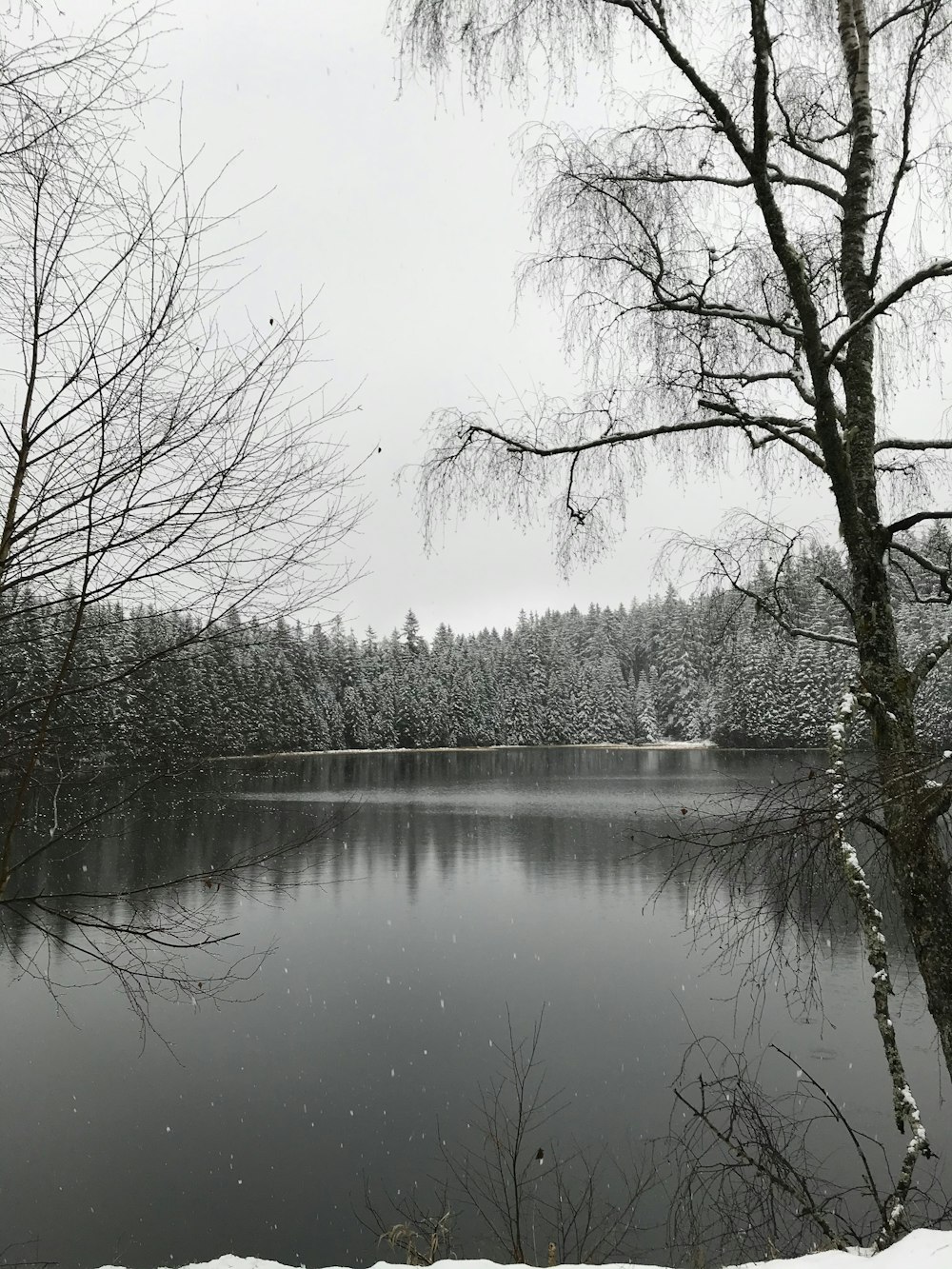 leafless trees near lake under white sky during daytime