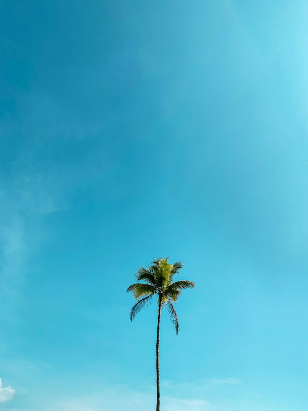 Grüne Palme unter blauem Himmel