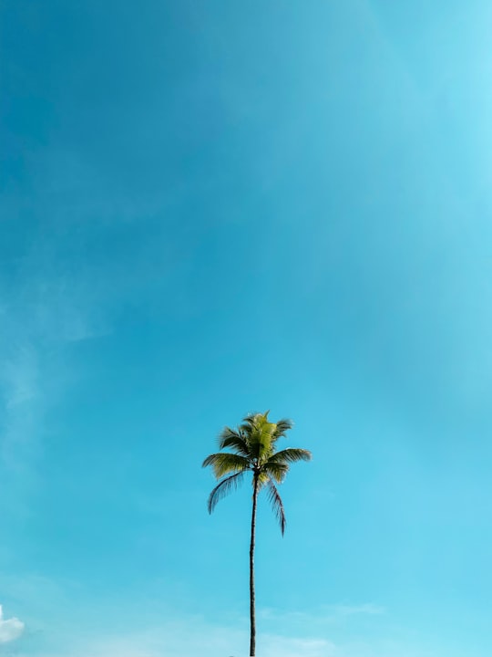 green palm tree under blue sky in Vlorë Albania