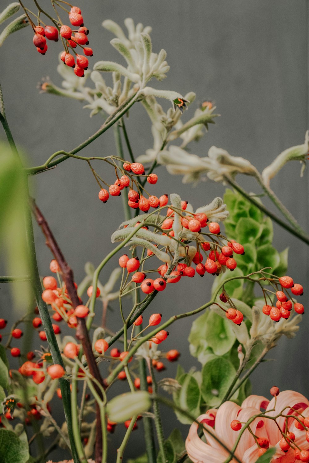 red round fruits on green stem