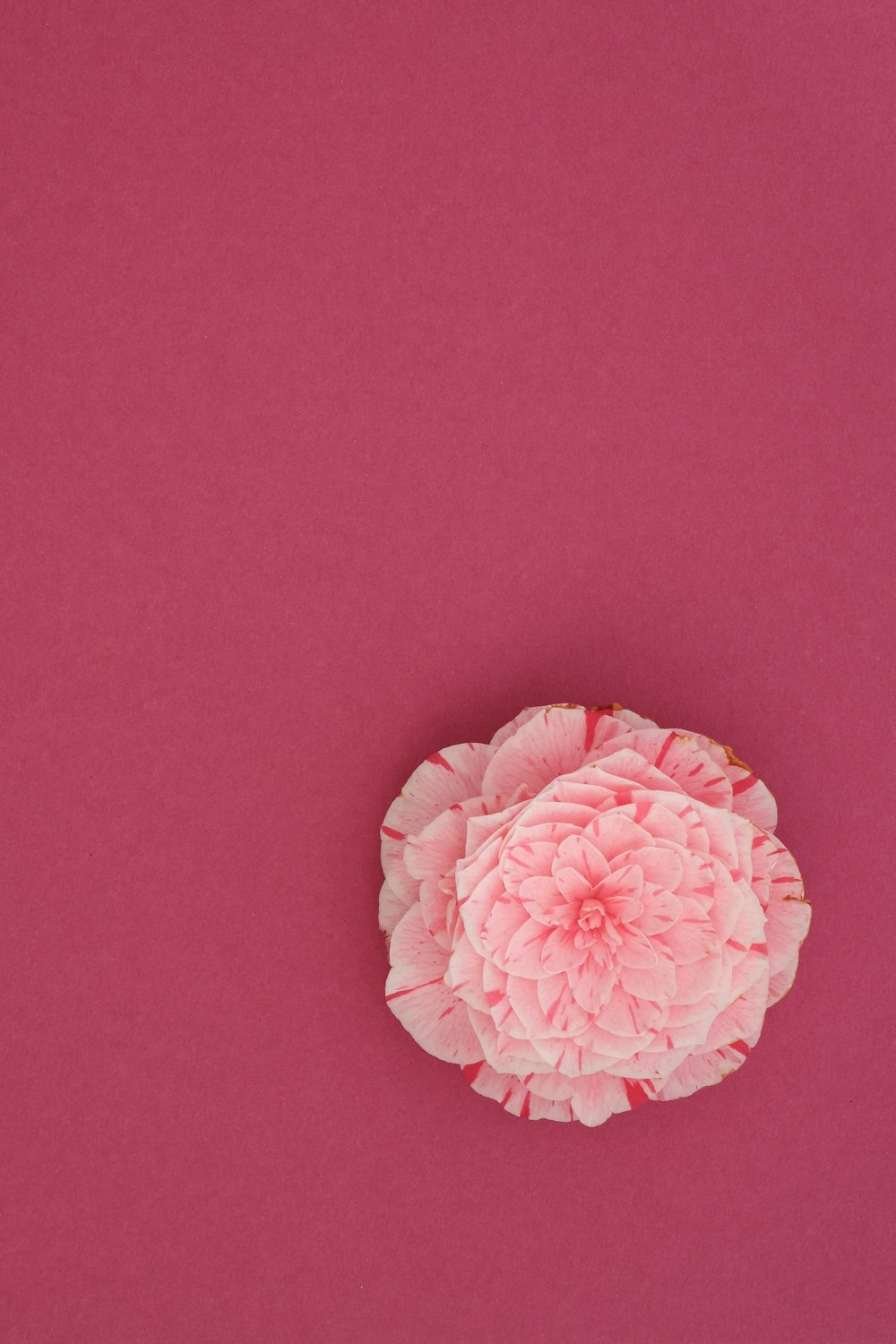 rosa Blume auf rosa Oberfläche