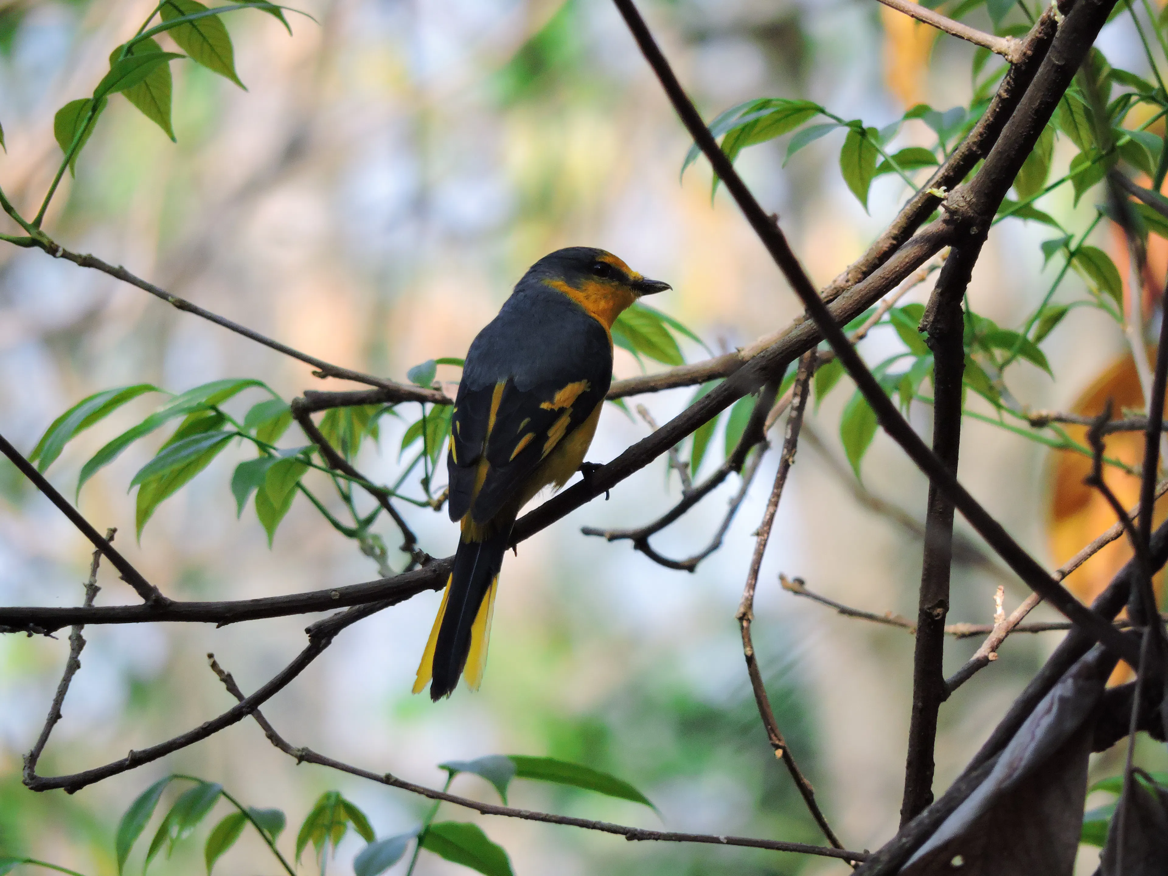 An orange and black minivet perched on a branch in the Chikkamagaluru forest