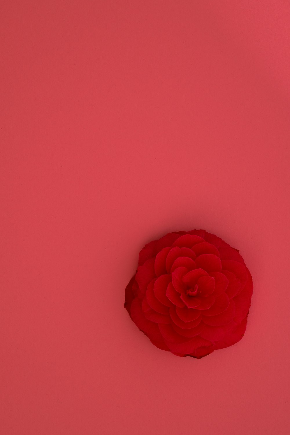 pink rose flower on pink background