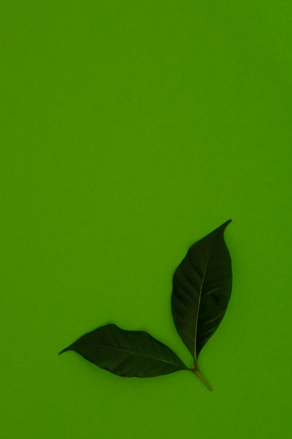 green leaf on green background