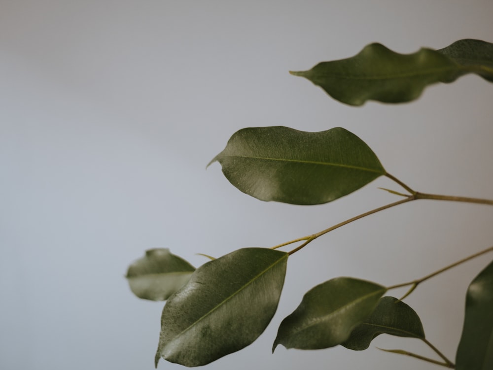 green leaves in white background