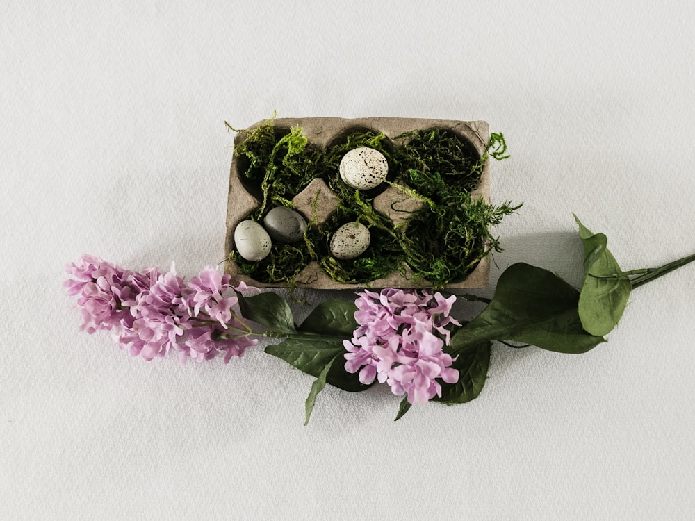 gold round coins on green and purple plant